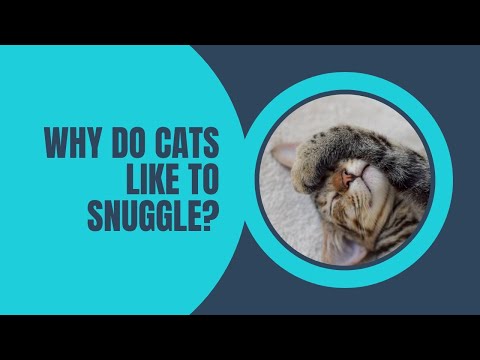 Why do cats like to snuggle? #shorts