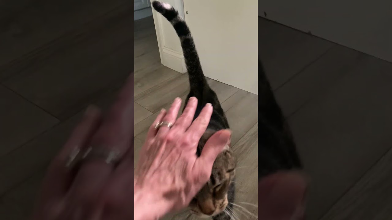Robert, an adoptable Domestic Short Hair in Fairfax, VA video 5/5