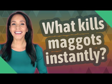 What kills maggots instantly?