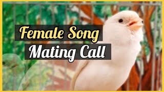 Download lagu Super MATING CALL female Canary songs - LIVE SINGING mp3
