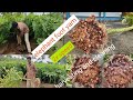 Biggest elephant foot yam harvesting video.How to grow elephant foot yam at home .harvesting yam