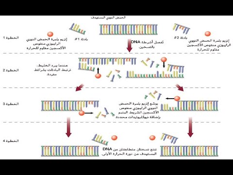 تكنولوجيا الحمض النووي - الجزء الخامس - بريدج