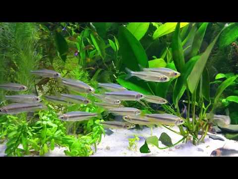 Alestopetersius brichardi