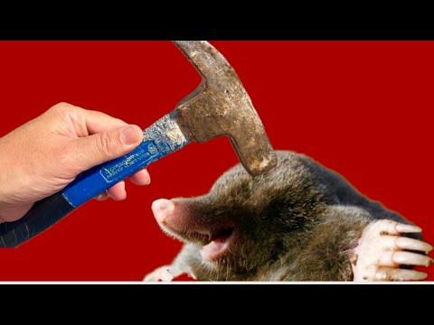 If you have a HAMMER, do this! There is nothing better than this, MOLES run away immediately