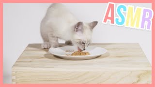 Freddy the kitten eating catfood - ASMR | Furry Friends
