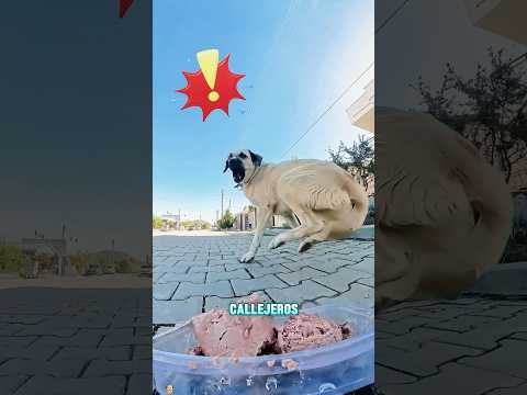 Un hombre alimenta a perros y gatos callejeros#funnyshorts #pets #love #cute