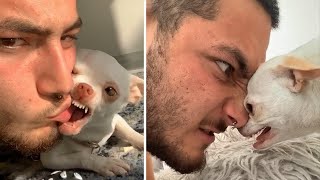 OMG! Funny & Angry Chihuahua Videos - Try Not 