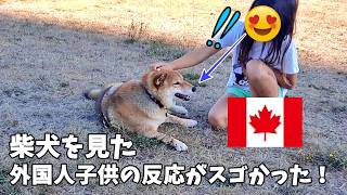 【海外愛され柴犬】海外で大人気! 柴犬を初めて見たカナダ人子供の反応がおもしろすぎ♪【海外の反応】朝のお散歩編