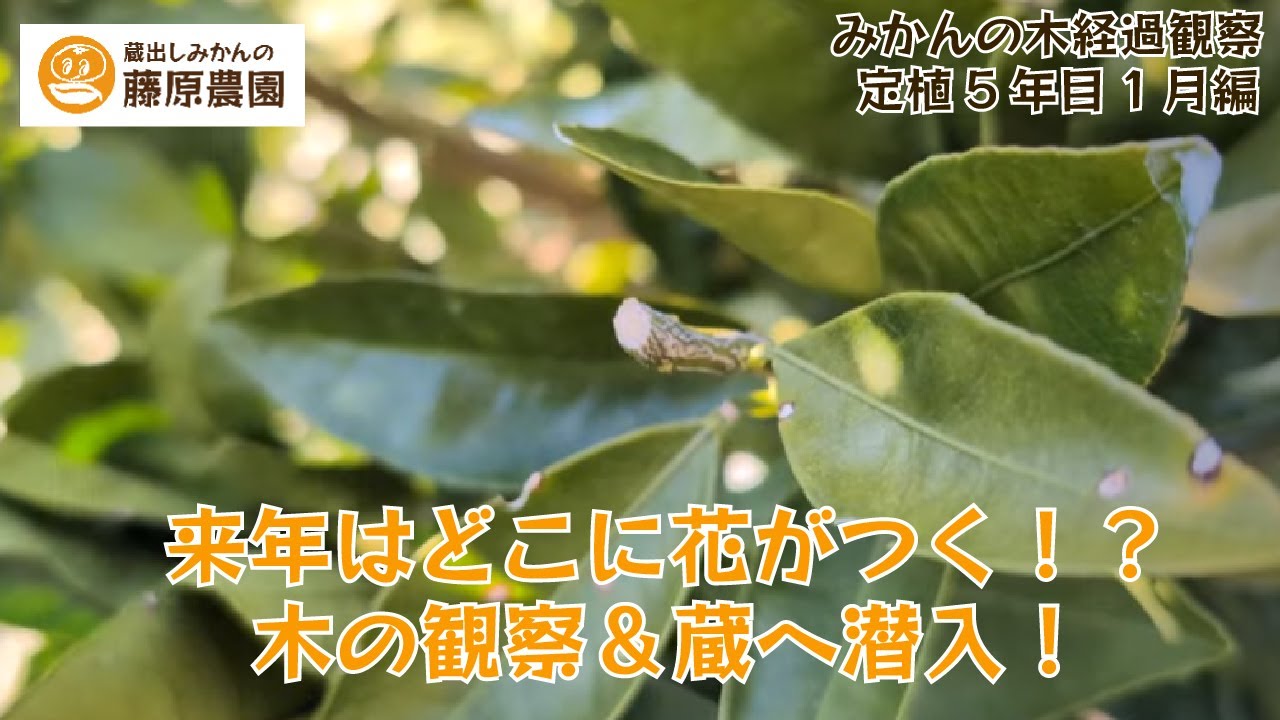 みかん成長観察2026年1月編