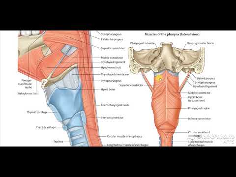 Palate Pharynx muscles 3