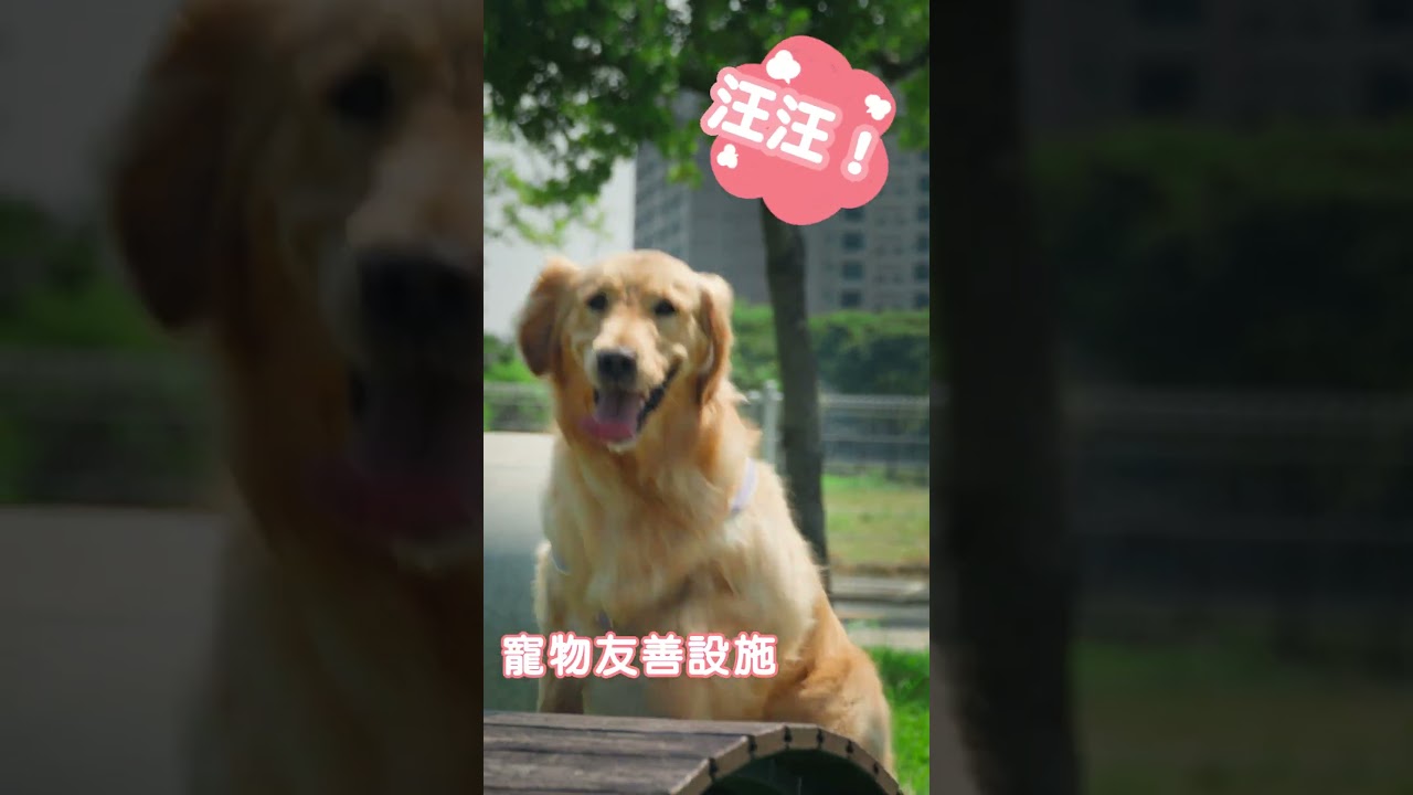 NO.1 寵物犬活動區