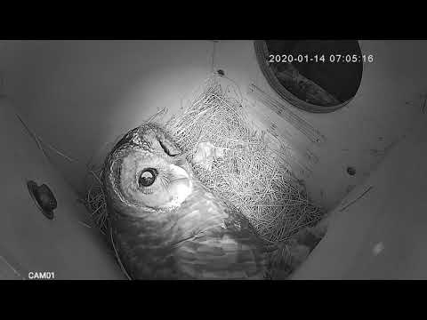 Barred Owl in Owl House- First Visit of 2020!