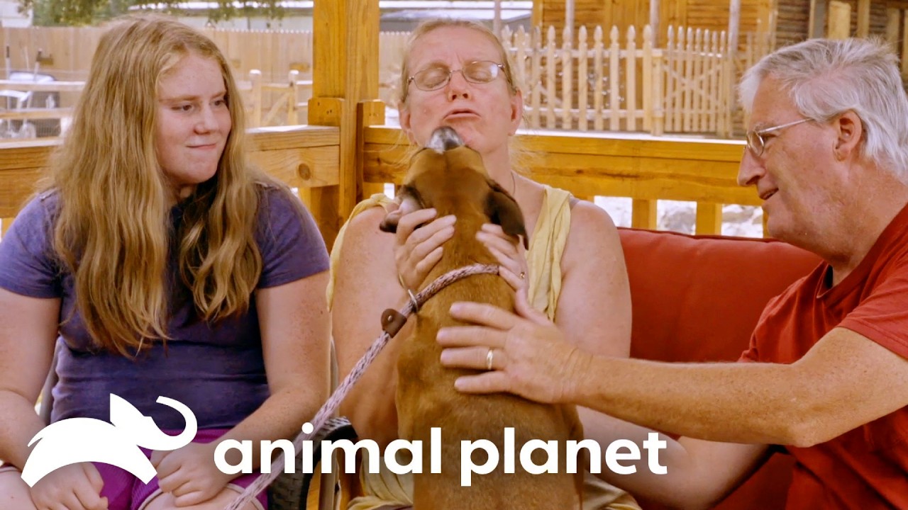 Family Finds Their Perfect Rescue Dog | Pit Bulls and Parolees | Animal Planet
