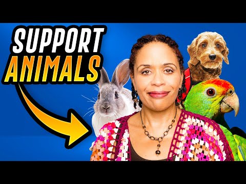 , title : 'What Does an Emotional Support Animal Really Do?