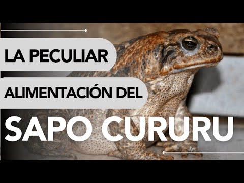 🐸 Dónde VIVE el SAPO CURURU y QUÉ COME 🌏