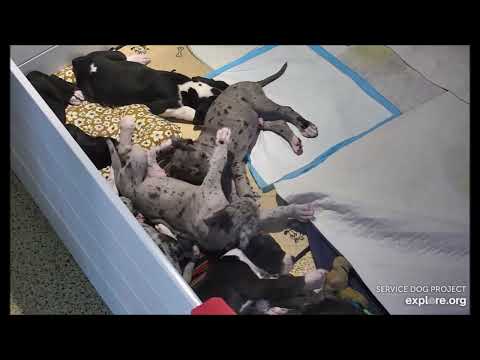 Banjo - a scamp and a pest 😉