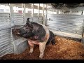 Raising the Indiana's State Fair's largest hog