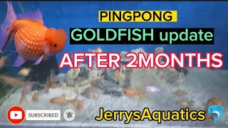 PINGPONG GOLDFISH BREEDING UPDATE