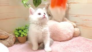 マンチカンの動画01