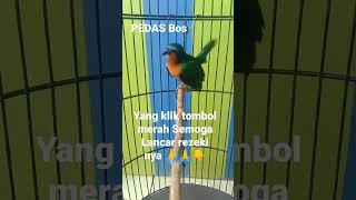 Download lagu kolibri muncang gacor suara jernih,masteran burung terbaik mp3 Download lagu kolibri muncang gacor suara jernih,masteran burung terbaik mp3