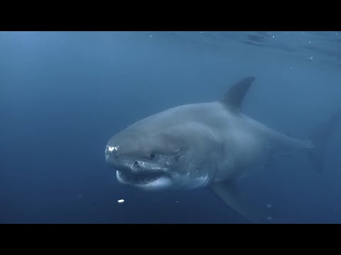 Monterey Bay White Sharks