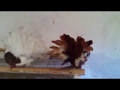 Hühner und Tauben leben zusammen