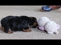 Yorkshire Terrier dogs for sale: Lola - Video 1