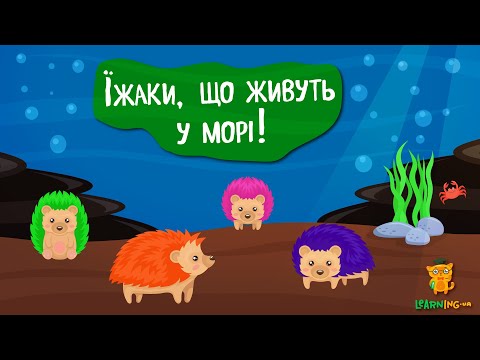 Дива природи. Явища навколо нас. Морські їжаки