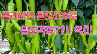 탈모에 좋은 기능성고추, 폴리아민 고추?!!! 고추농사 잘 짓는법!!