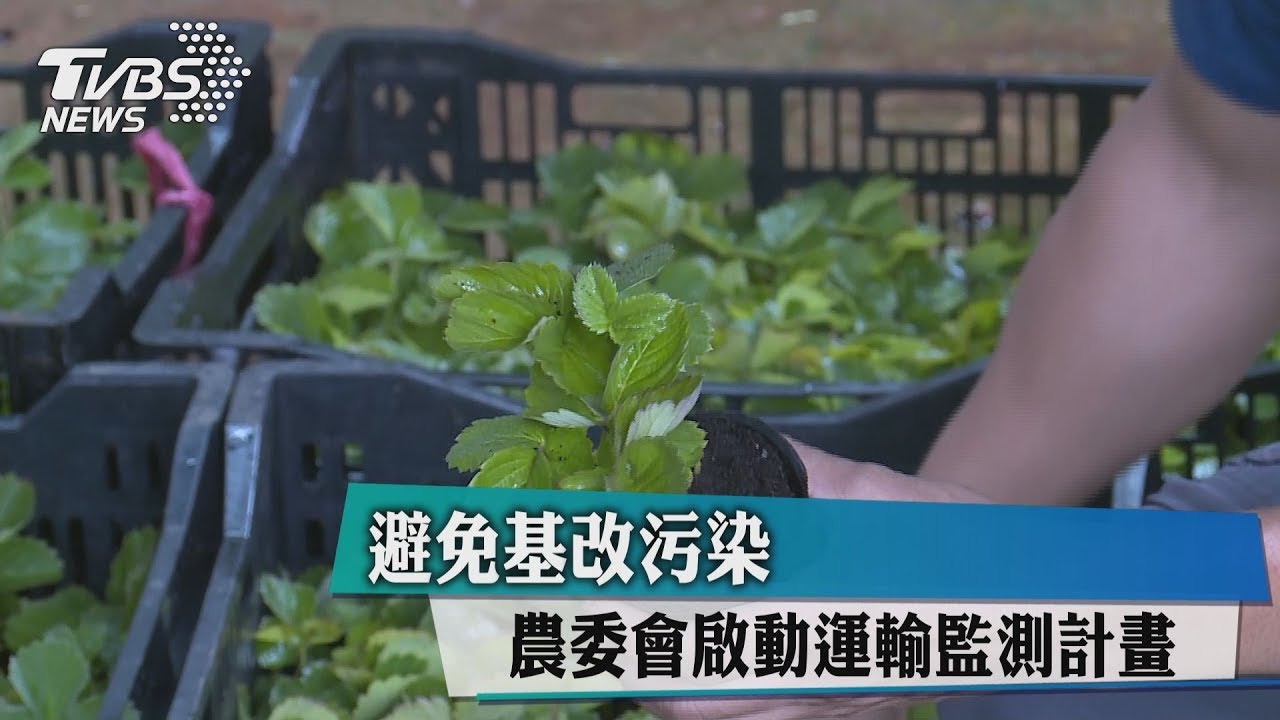 避免基改污染　農委會啟動運輸監測計畫