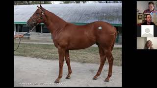 Secrets of Thoroughbred Horse Conformation video