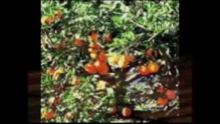 The Sad Sound Of The Wind-Jules Shear from the album 'The Great Puzzle'