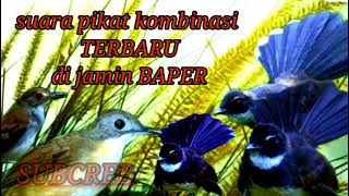 Download lagu Suara pikat burung planduk semak kombinsi burung sikatan rimba_mp3 pikat burung sikatan mp3