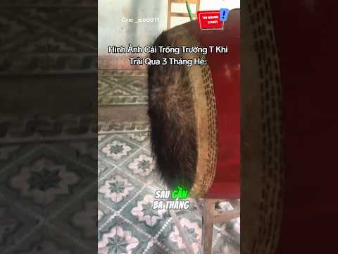 Chiếc trống mọc lông sau 3 tháng nghỉ hè: 😆 #shorts