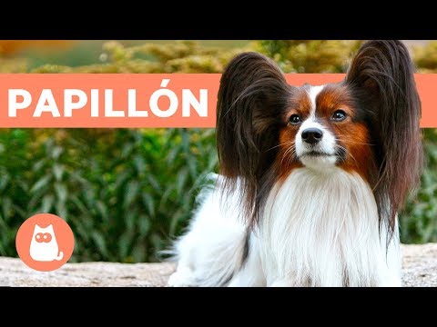 The papillon dog