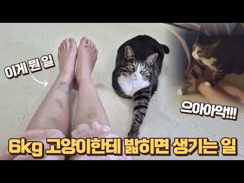 새벽에 고양이한테 밟혀서 입 틀어막고 울었습니다...