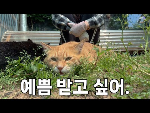 아깽이시절부터 애정결핍이었던 고양이의 짠한 행동들