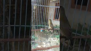 Download lagu kolibri ninja ijoan paruh oren jantan, belajar bunyi buat pancingan pemula mp3