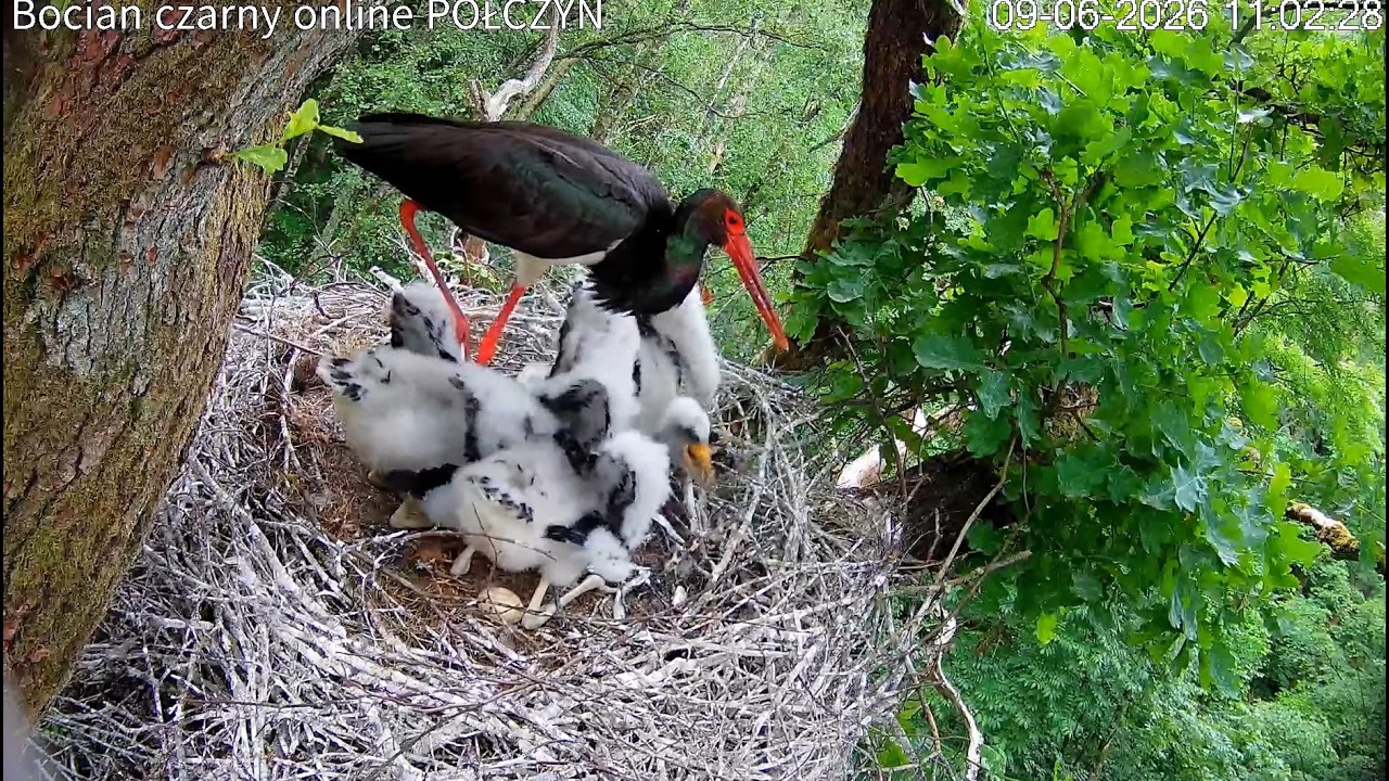 Live webcam view of Black Stork Nest, Połczyn-Zdrój