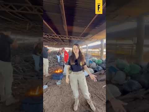 Policia civil incinera quase uma tonelada de entorpecentes em CABROBÓ - PE