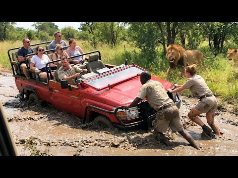 A breathtaking moment as lions surround safari animals.