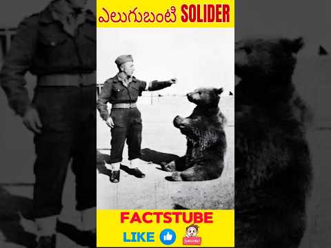 ఎలుగుబంటి సైనికుడు 🤯 #facts #telugufacts #unknownfacts #amazingfacts #interestingfacts