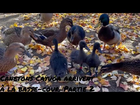 , title : 'Épisode 13: Canetons Cayuga arrivent à la basse-cour (partie 2/2) et rencontrent canards et poules!'