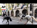 Military Horses Run Loose In Central London Injuring 4 People And Causing Havoc