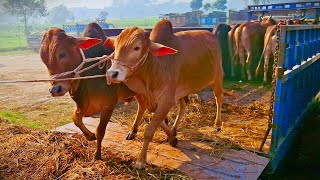 Download Lagu cow unloading, cow videos, cow video, animal, cow, big cow, goru hamba cow, Ep-74 Thumbnail
