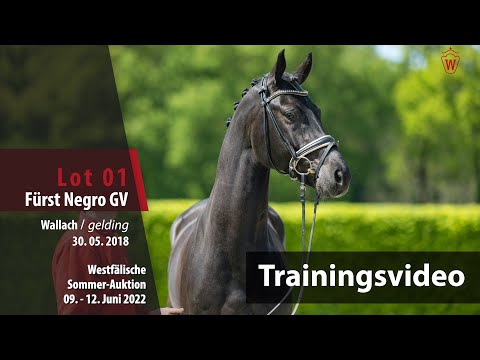 Sommer-Auktion Training Lot 1 Fürst Negro GV Wallach v. Fürst Romancier - Negro