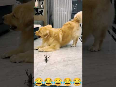 cute playing.....#cute#viral#treding#dog#dogs#scary#current#now#short#shorts#viralshorts#kids#laugh