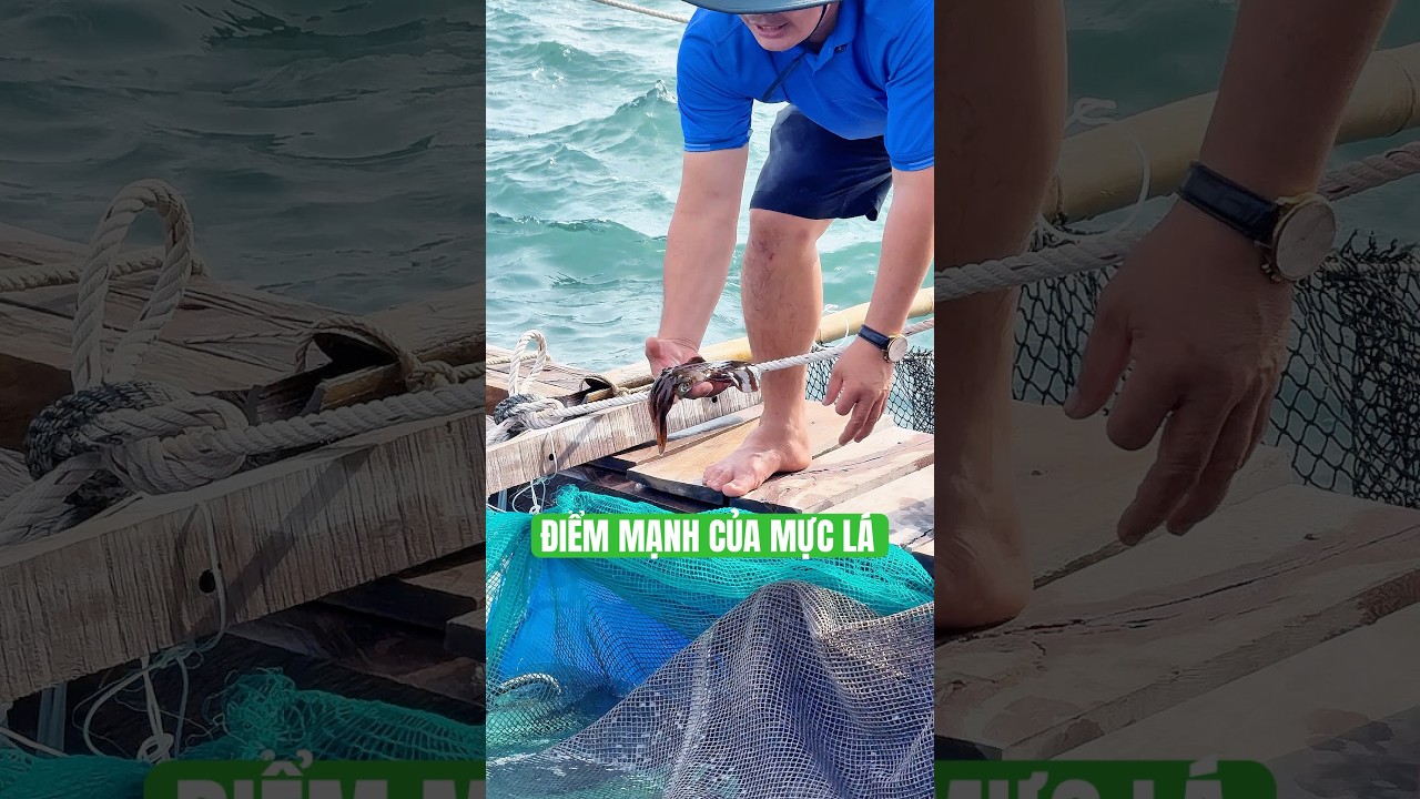 Điểm Mạnh Của Mực Lá #đảomực #fishing #hảisản #haidaofarm
