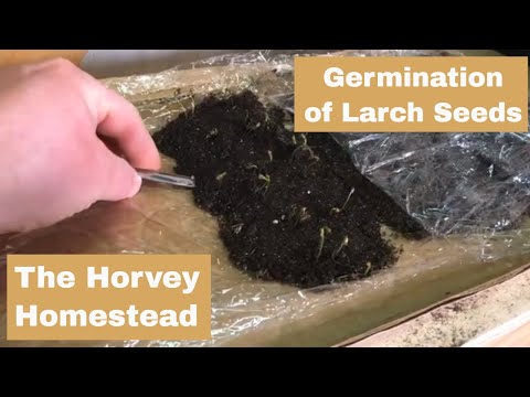 Germination & Stratification of Larch Seeds (Part 1 of 2)