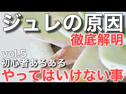 サボテンと多肉植物の水やりについて知っておくべきこと - 量、頻度、避けるべき間違い!  庭園